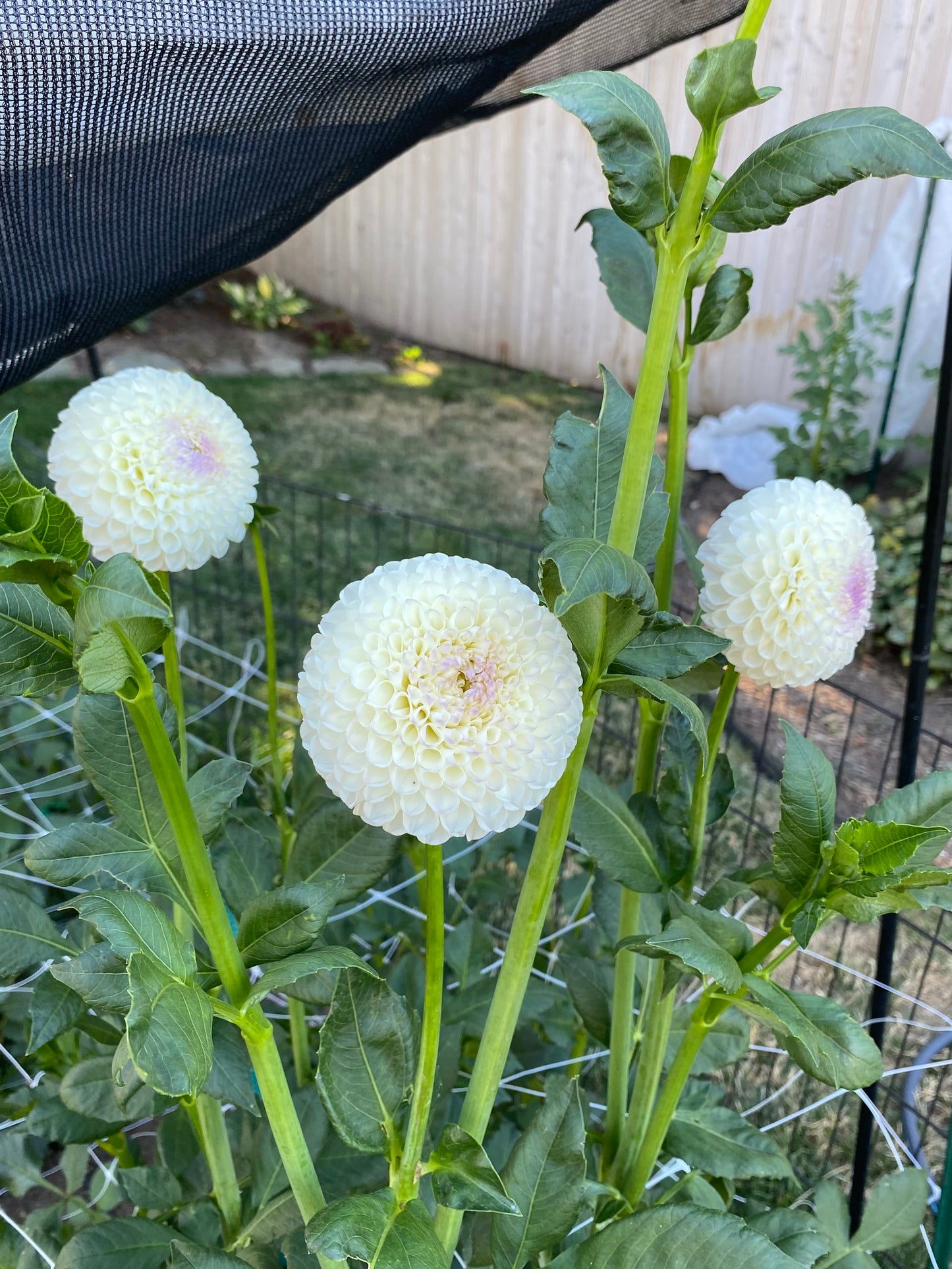 Hollyhill Miss White