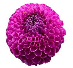 20th Ave. Morning Mist