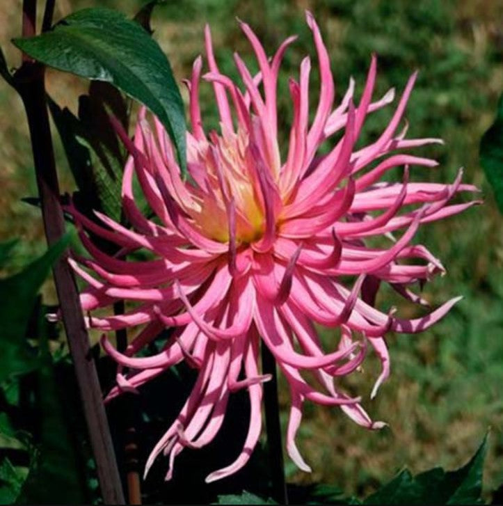 Hollyhill Pink Spider