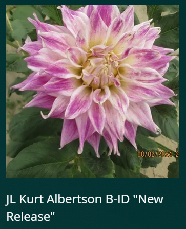 JL Kurt Albertson NEW RELEASE
