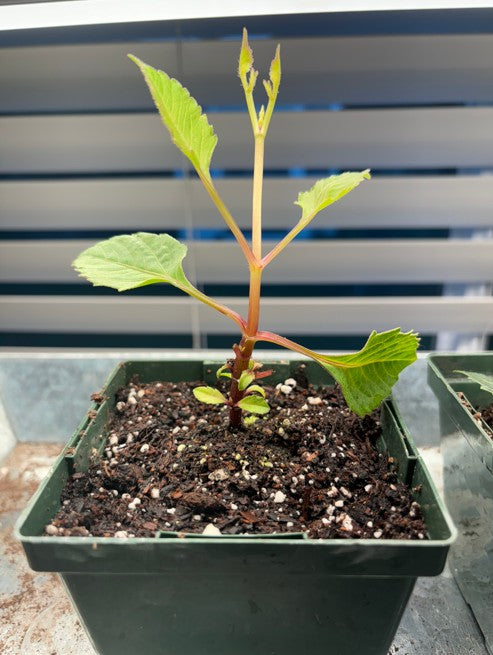 Dahlia Seedling Plant