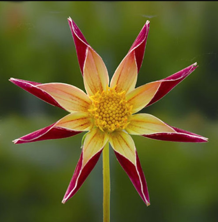 Tahoma Star
