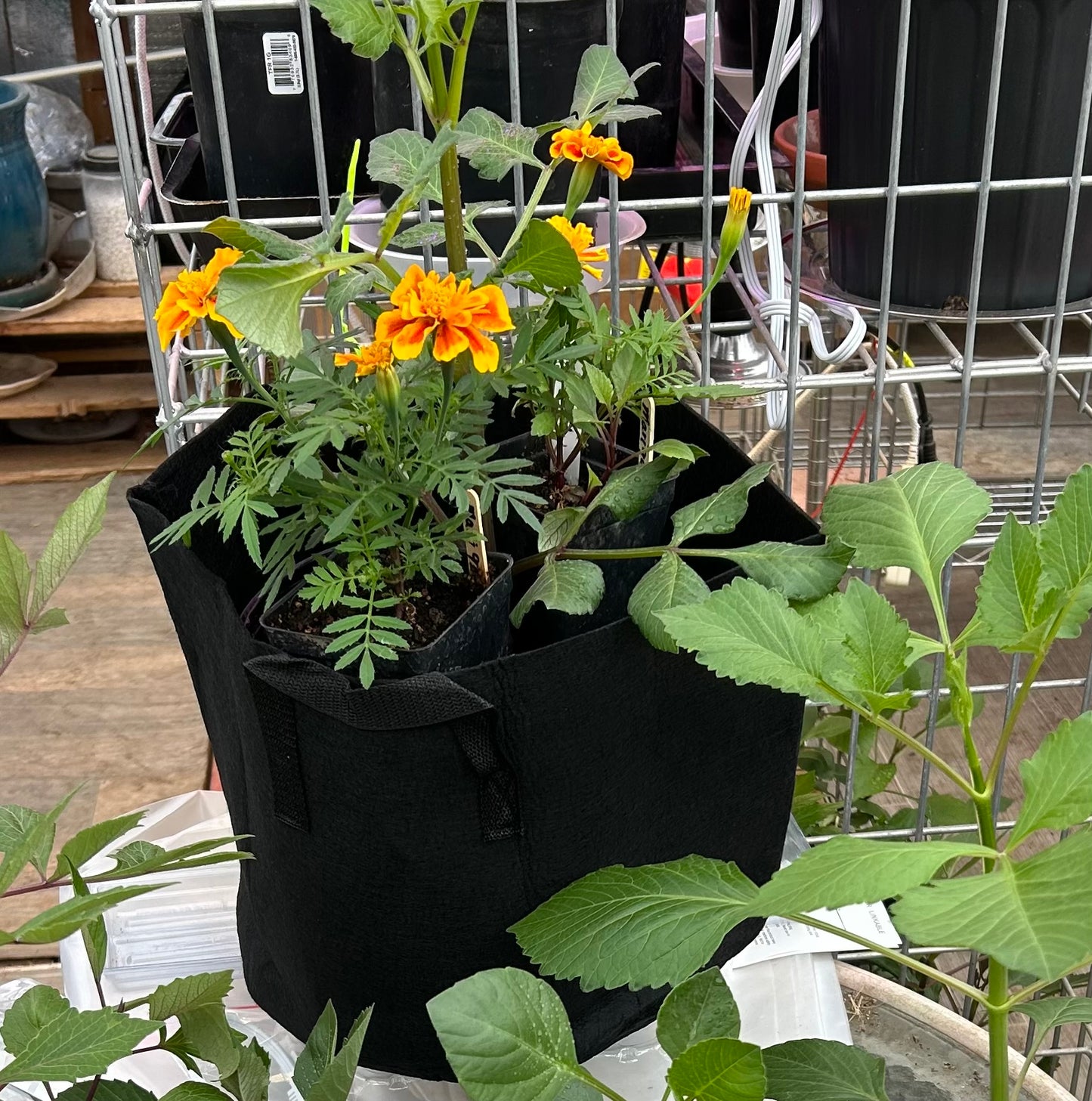 Potted Dahlia Tuber Plant